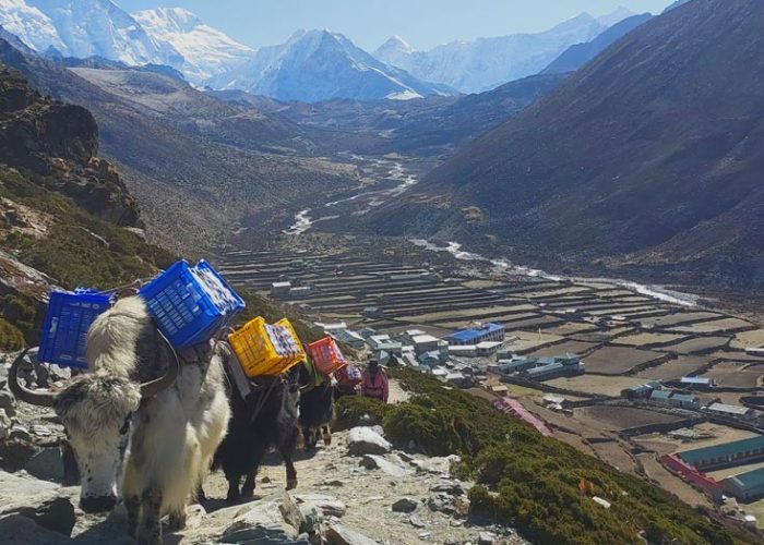 Yak Carring Load at Everest Base Camp Trail